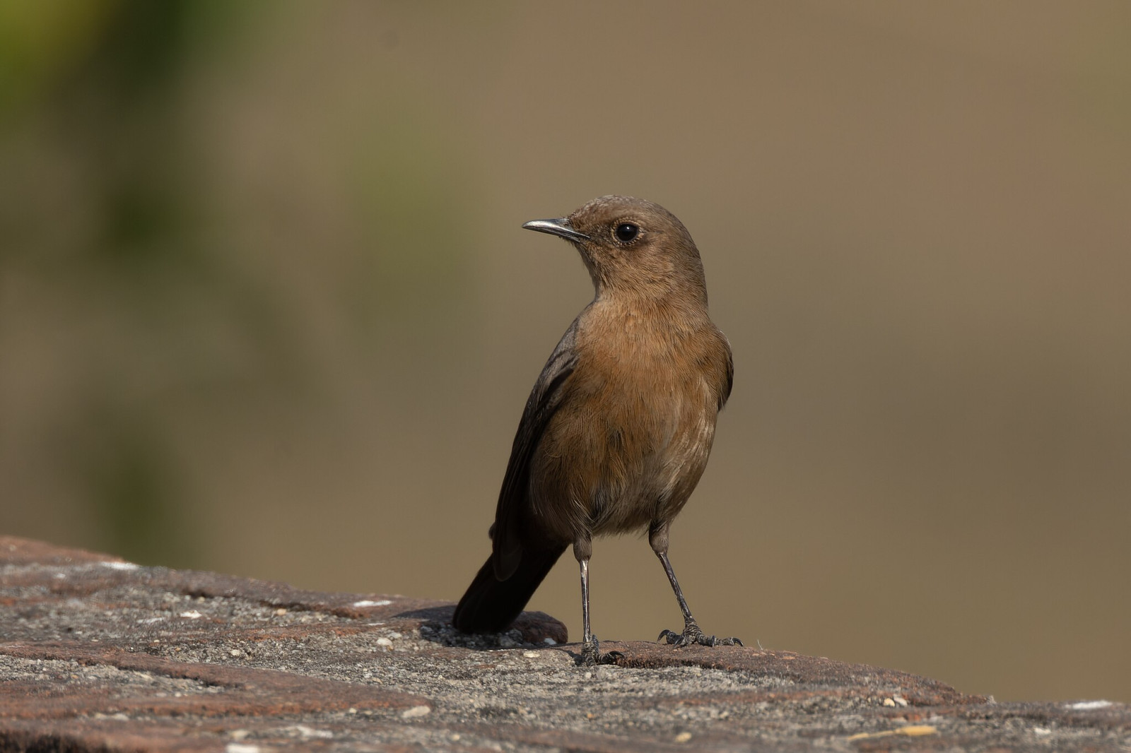 image Brown Rock Chat